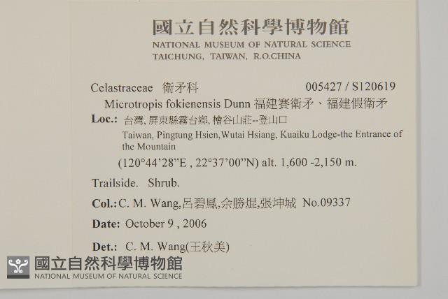 福建賽衛矛、福建假衛矛藏品圖，第2張