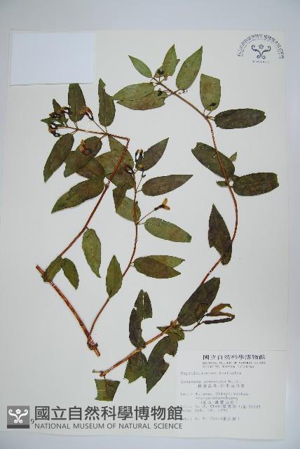 阿里山忍冬、漸尖葉忍冬藏品圖，第1張