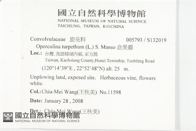 盒果藤藏品圖，第2張