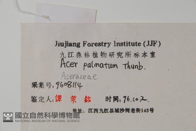 雞爪槭藏品圖，第2張