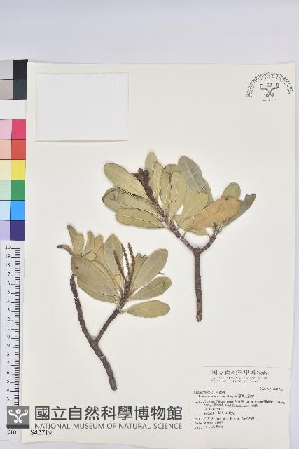 蘭嶼土沉香藏品圖，第1張