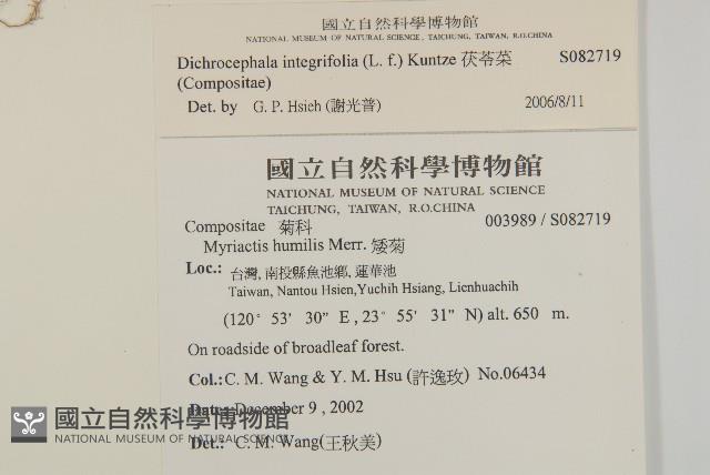 茯苓菜藏品圖，第2張