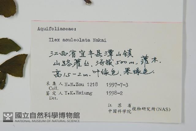 鼠李冬青、滿樹星藏品圖，第2張