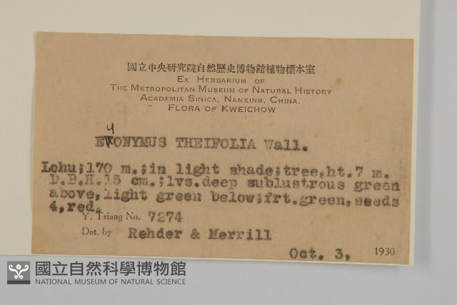 茶葉衛毛藏品圖，第2張