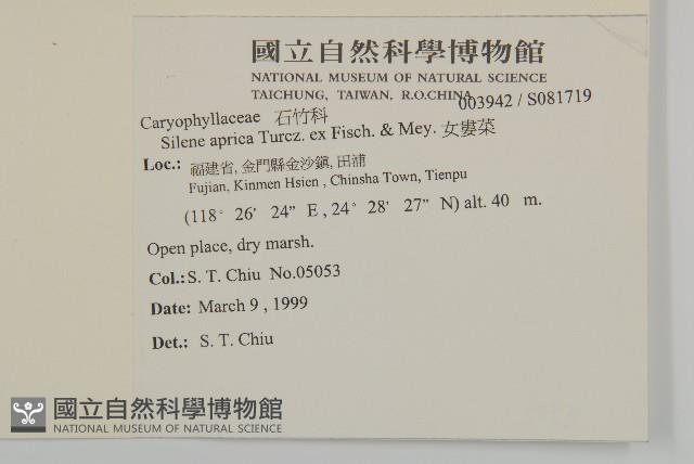 女婁菜藏品圖，第2張