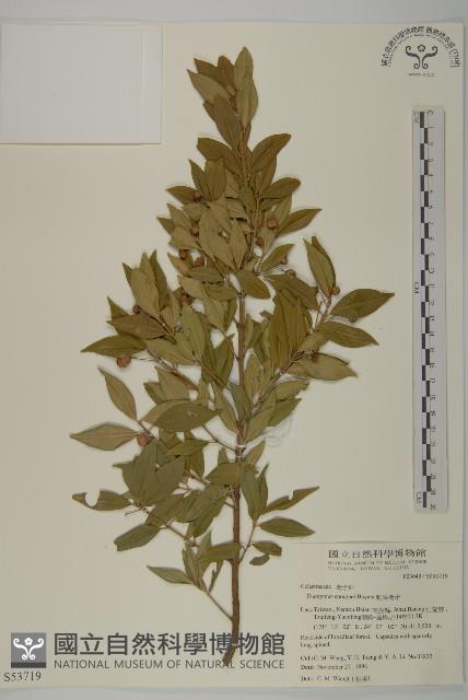 刺果衛矛藏品圖，第1張