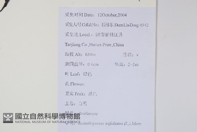 三葉五加、三加皮藏品圖，第2張