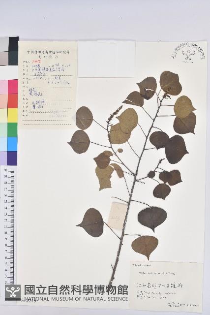 烏臼藏品圖，第1張