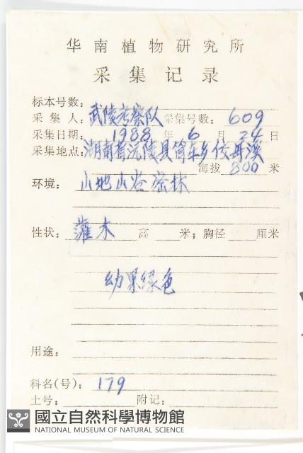 狹葉桃葉珊瑚藏品圖，第2張