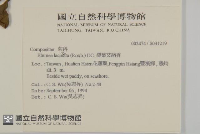 裂葉艾納香藏品圖，第2張