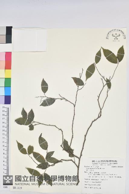 南仁五月茶藏品圖，第1張