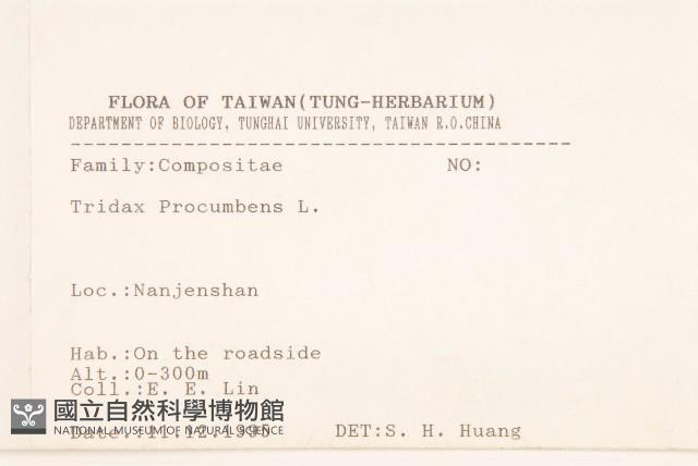 長柄菊藏品圖，第2張