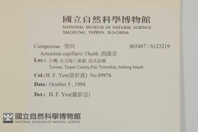 茵蔯蒿藏品圖，第2張