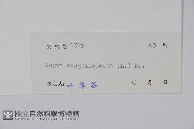蔓雞冠、絹毛莧藏品圖，第2張