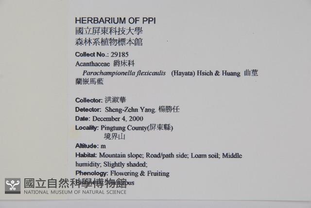 曲莖馬藍藏品圖，第2張