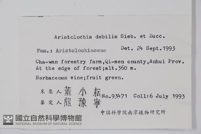 馬兜鈴藏品圖，第2張