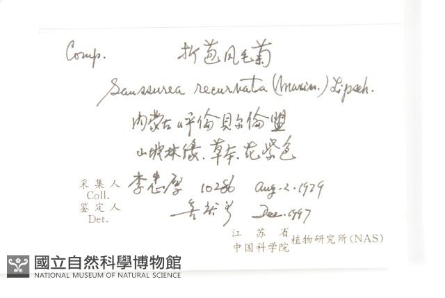 折苞鳳毛菊藏品圖，第2張