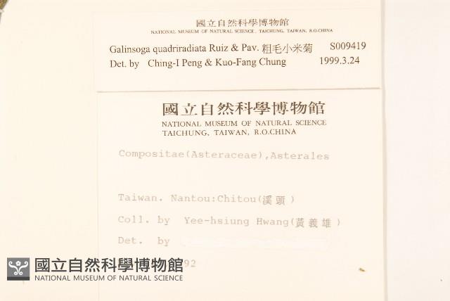 粗毛小米菊藏品圖，第2張