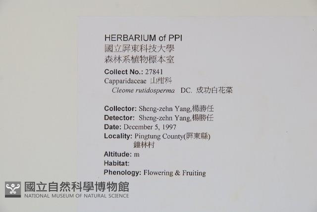 平伏莖白花菜、成功白花菜藏品圖，第2張