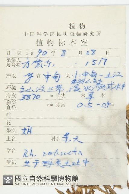 壯健紅景天藏品圖，第2張