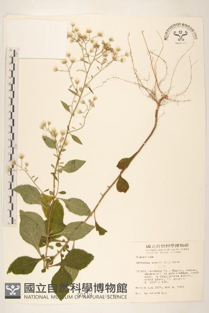 一枝香藏品圖，第1張