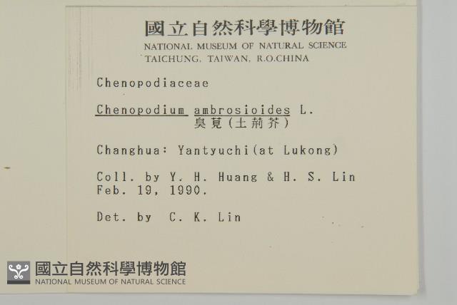 臭杏、土荊芥藏品圖，第2張