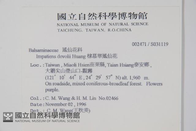 棣慕華鳳仙花藏品圖，第2張