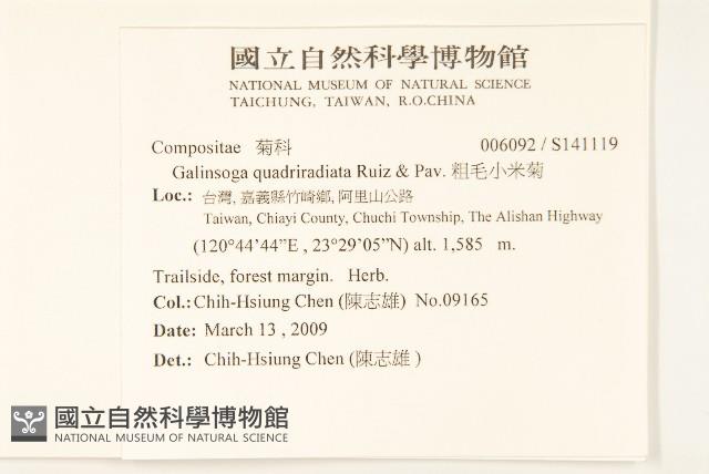 粗毛小米菊藏品圖，第2張