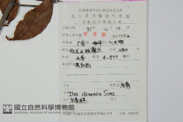 冬青藏品圖，第2張