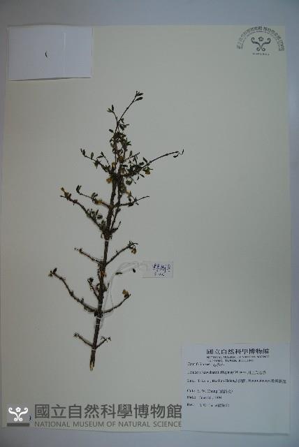 川上氏忍冬藏品圖，第1張