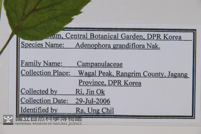 大花沙參藏品圖，第2張