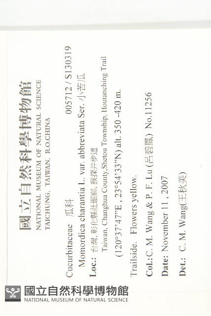 小苦瓜藏品圖，第2張