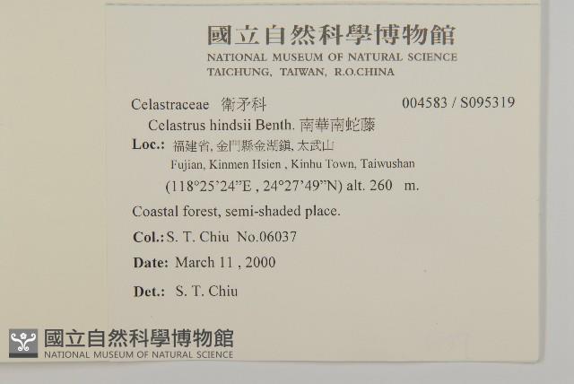 南華南蛇藤，青江藤藏品圖，第2張