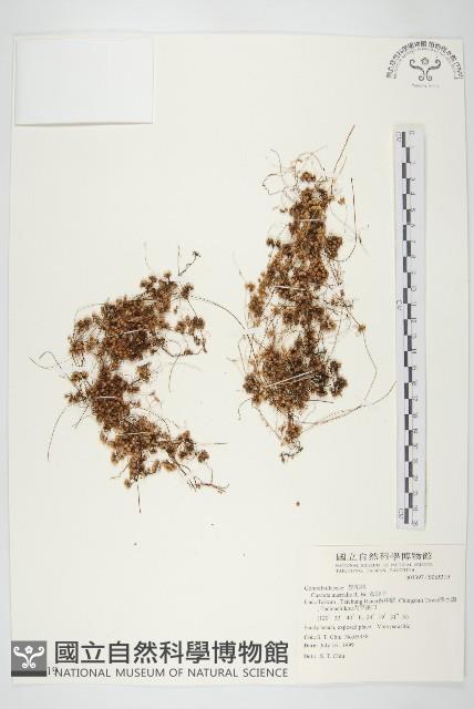 菟絲子藏品圖，第1張