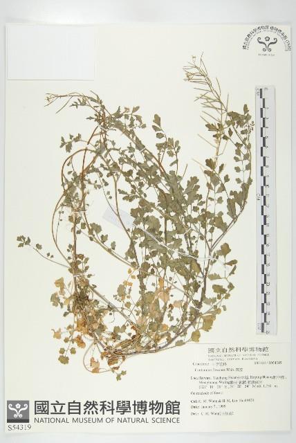 焊菜藏品圖，第1張