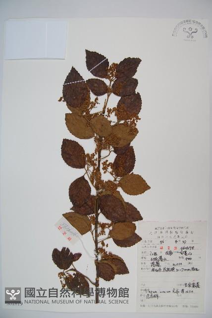 Luzon Viburnum Collection Image, Figure 1, Total 2 Figures