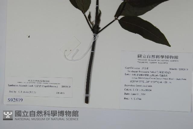 冇骨消藏品圖，第2張