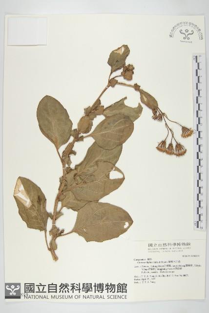 蘭嶼木耳菜藏品圖，第1張