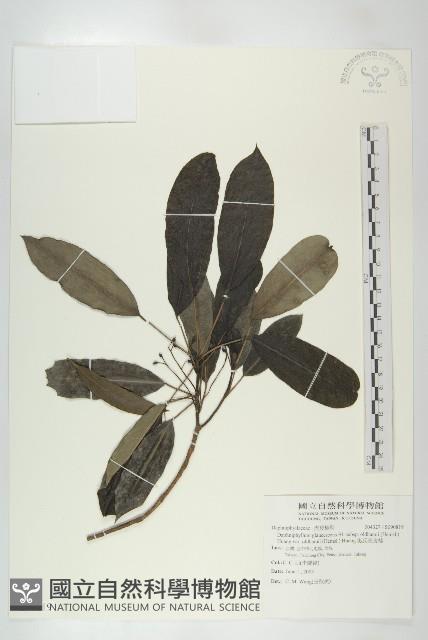 奧氏虎皮楠藏品圖，第1張