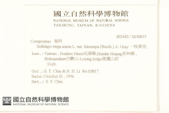 一枝黃花藏品圖，第2張