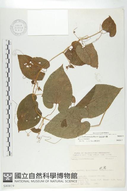 斑花青牛膽藏品圖，第1張