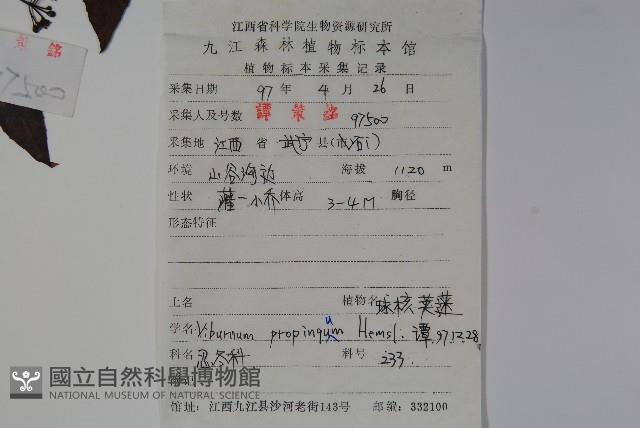 Mountain Viburnum Collection Image, Figure 2, Total 2 Figures