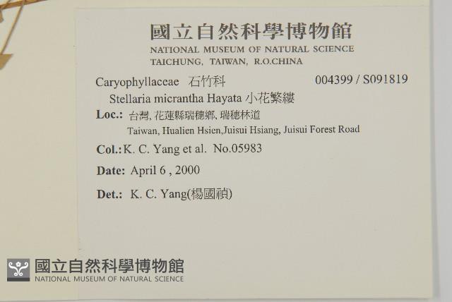 小花繁縷藏品圖，第2張