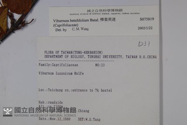 樺葉莢迷、玉山莢迷藏品圖，第2張