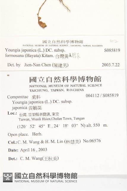 台灣黃鵪菜藏品圖，第2張