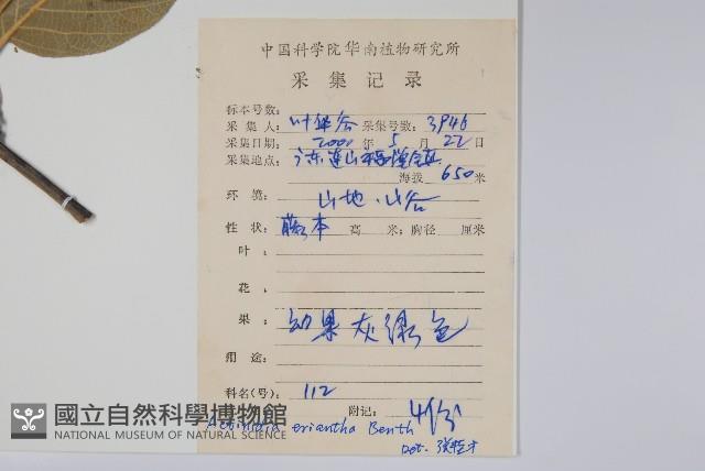 毛花楊桃藏品圖，第2張