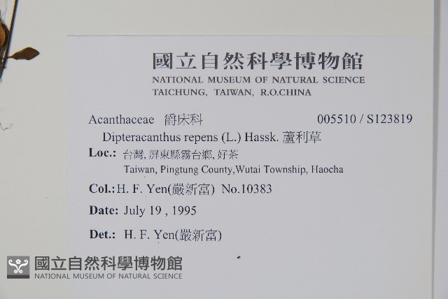 蘆利草藏品圖，第2張