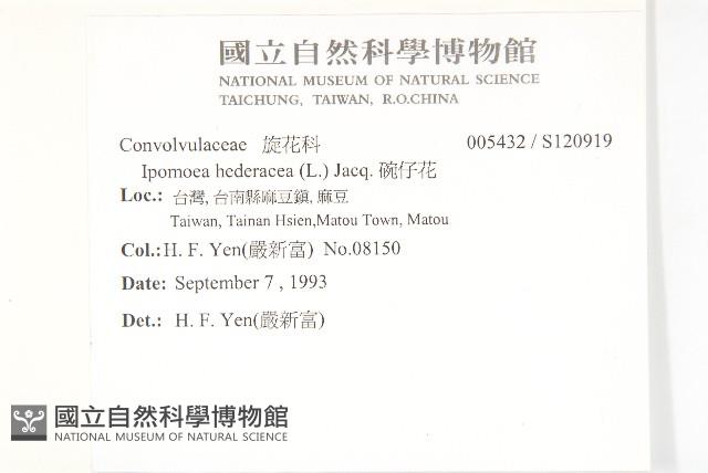 碗仔花藏品圖，第2張