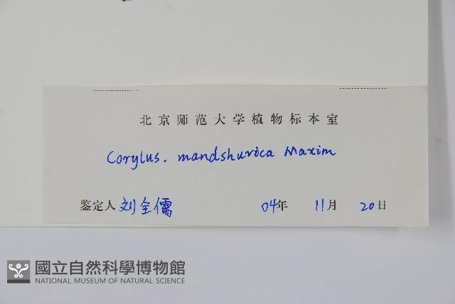 毛榛藏品圖，第2張