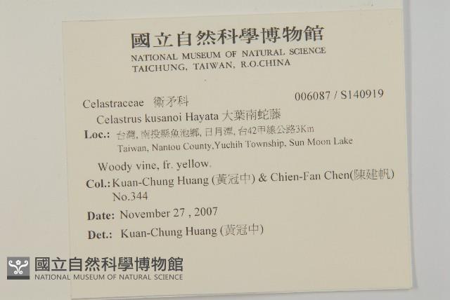 大葉南蛇藤藏品圖，第2張